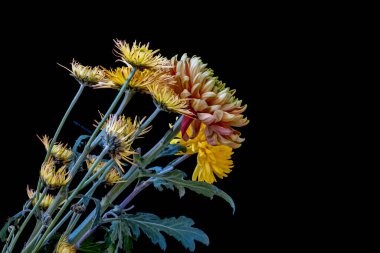 Stüdyonun arka planında bir buket çiçeğin yakın görüntüsü