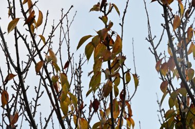 Sonbahar yaprakları, sonbahar bitkileri 