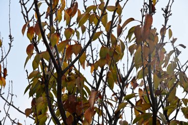 Sonbahar yaprakları, sonbahar bitkileri 