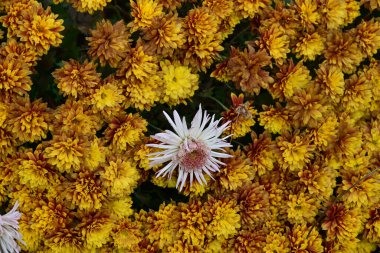 Gündüz Bahçede Güzel Bitkiler ve Çiçekler 