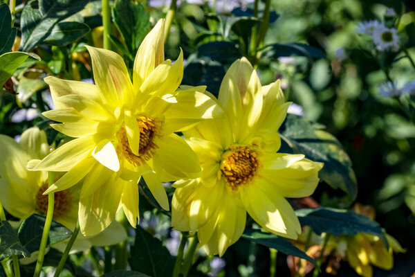 Beautiful Plants and Flowers in Garden at Daytime 