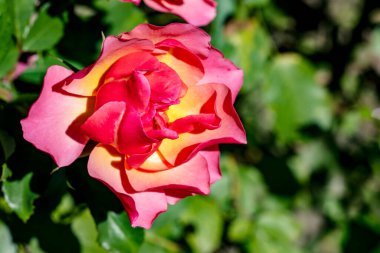 Bahçede büyüyen güzel gülün yakın plan görüntüsü.      