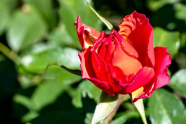 Bahçede büyüyen güzel gülün yakın plan görüntüsü.      