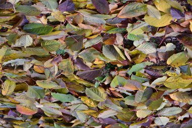 Renkli sonbahar yaprakları arkaplan üstü görünümü 