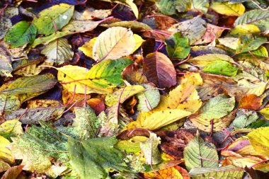 Renkli sonbahar yaprakları arkaplan üstü görünümü 