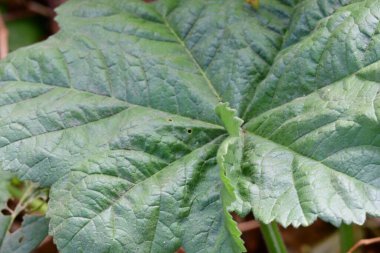 Bahçedeki yeşil yaprakları kapat.