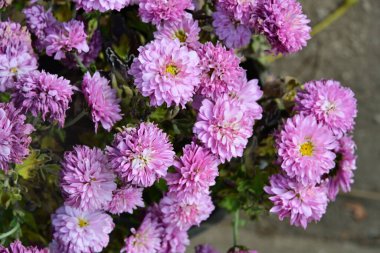 Kasımpatı çiçekleri bahçede toplanır. 