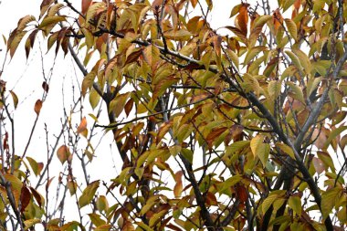 Sonbahar yaprakları, sonbahar bitkileri