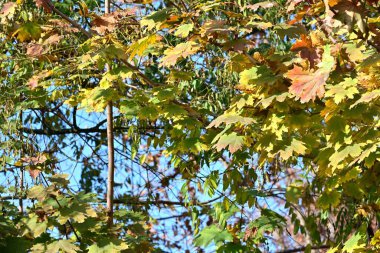 Ormanda sonbahar ağacı dalları ve yaprakları 