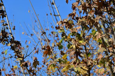 Ormanda sonbahar ağacı dalları ve yaprakları 