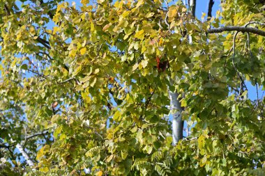 Ormanda sonbahar ağacı dalları ve yaprakları 