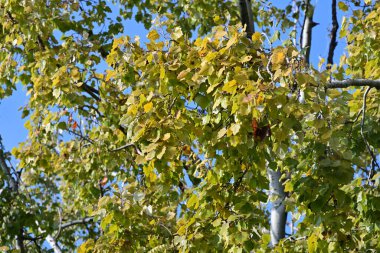 Ormanda sonbahar ağacı dalları ve yaprakları 