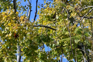 Ormanda sonbahar ağacı dalları ve yaprakları 