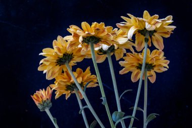 Güzel bir sonbahar buketi olan kasımpatı çiçeklerini kapatın. 