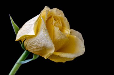 güzel sarı gül çiçeği siyah arkaplanda 