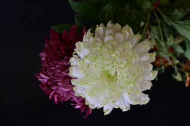 Güzel bir sonbahar buketi olan kasımpatı çiçeklerini kapatın. 