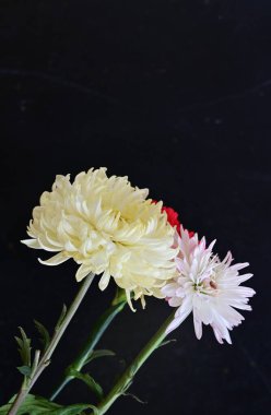 güzel karanfil ve kasımpatı çiçekleri siyah arkaplanda