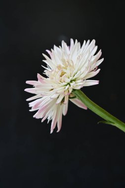 Koyu arkaplanda güzel Gerbera çiçeği, yakın görüş 