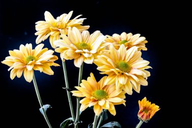 Güzel bir sonbahar buketi olan kasımpatı çiçeklerini kapatın. 