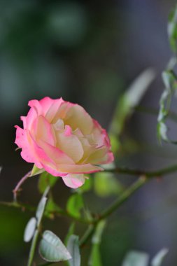 güzel gül bahçesinde yakın çekim