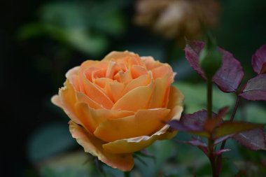 güzel gül bahçesinde yakın çekim