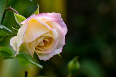 Bahçedeki çalıların üzerindeki bir gülün yakın görüntüsü