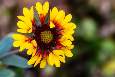 Gerbera Çiçek bahçesinde 