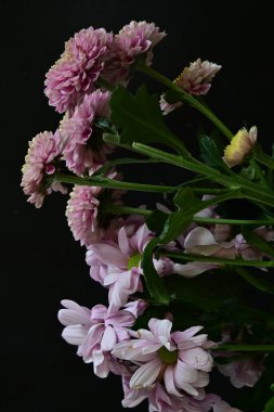 Kasımpatı çiçeklerinin siyah arkaplandaki görüntüsünü kapat