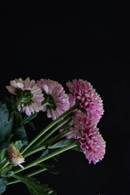 Kasımpatı çiçeklerinin siyah arkaplandaki görüntüsünü kapat