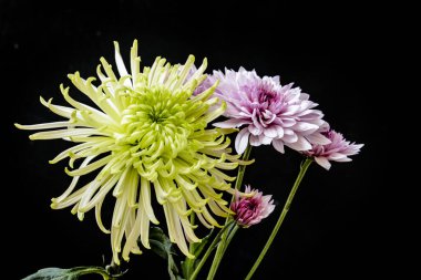 bouquet of beautiful flowers on black background
