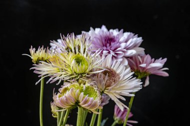 bouquet of beautiful flowers on black background