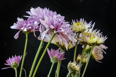 bouquet of beautiful flowers on black background