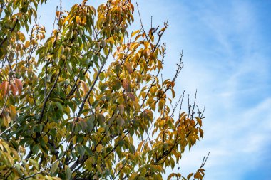 Sonbahar mevsiminde yapraklı ağaç dalları.