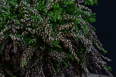 Siyah bir arka planda çiçek açan bir funda.