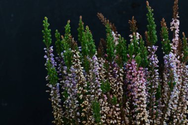 Siyah bir arka planda çiçek açan bir funda.