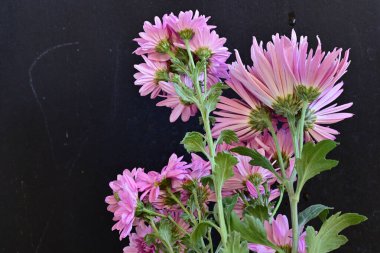 Siyah arka planda pembe kasımpatı çiçekleri