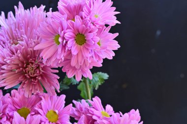 Siyah arka planda pembe kasımpatı çiçekleri