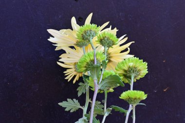 Stüdyo arkaplanındaki kasımpatı çiçeklerini kapat