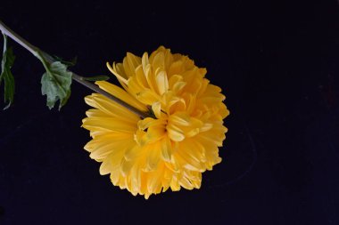 Koyu arkaplanda güzel sarı kasımpatı çiçeğinin yakın plan görüntüsü                  