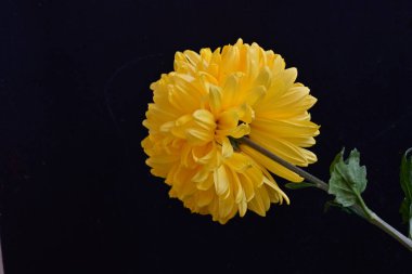 Koyu arkaplanda güzel sarı kasımpatı çiçeğinin yakın plan görüntüsü                  