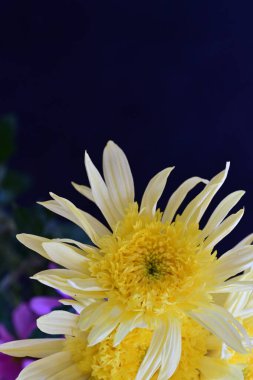 Stüdyo arkaplanındaki kasımpatı çiçeklerini kapat