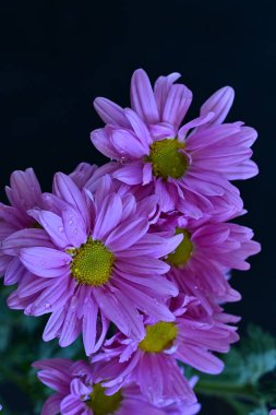 Stüdyo arkaplanındaki kasımpatı çiçeklerini kapat