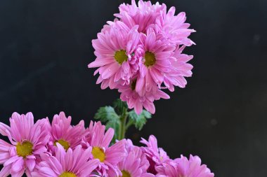 Stüdyo arkaplanındaki kasımpatı çiçeklerini kapat