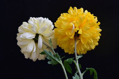 Koyu arkaplanda güzel kasımpatı çiçeklerinin yakın plan görüntüsü                  