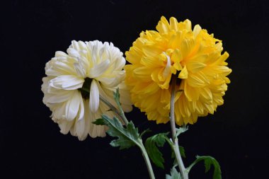 Koyu arkaplanda güzel kasımpatı çiçeklerinin yakın plan görüntüsü                  