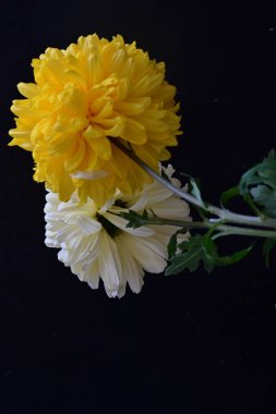 Koyu arkaplanda güzel kasımpatı çiçeklerinin yakın plan görüntüsü                  