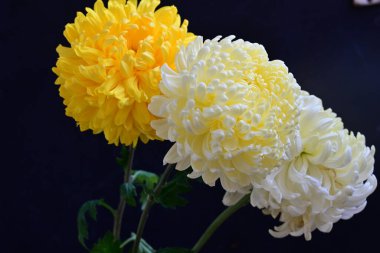 Koyu arkaplanda güzel kasımpatı çiçeklerinin yakın plan görüntüsü                  