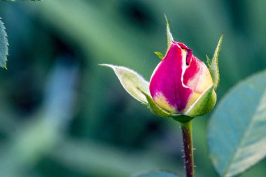 Bulanık arkaplanda gül çiçeğinin yakın görüntüsü