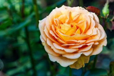 Bulanık arkaplanda gül çiçeğinin yakın görüntüsü