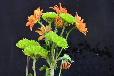 Siyah arka planda güzel kasımpatı çiçeklerini kapat. 